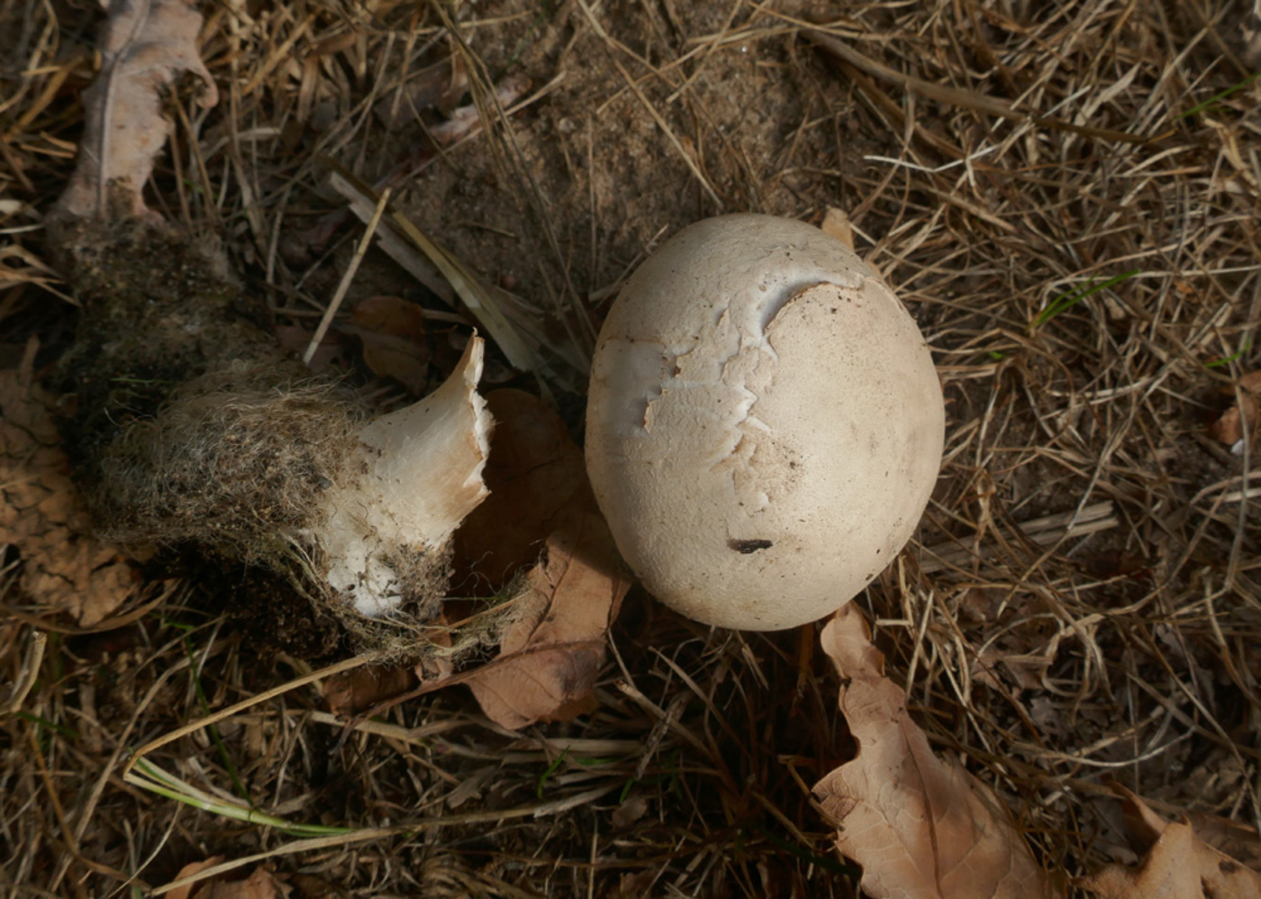 Photo © Jackie Ewan Leucoagaricus cf. carneifolius by Jackie Ewan